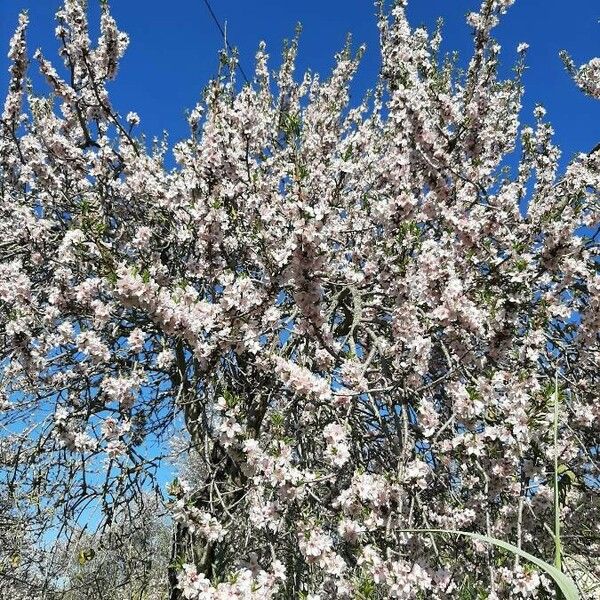 Prunus dulcis Flower