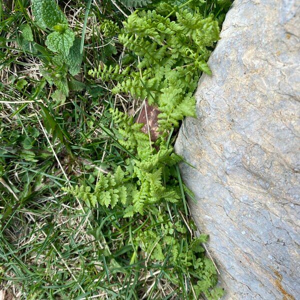 Cystopteris fragilis Leaf