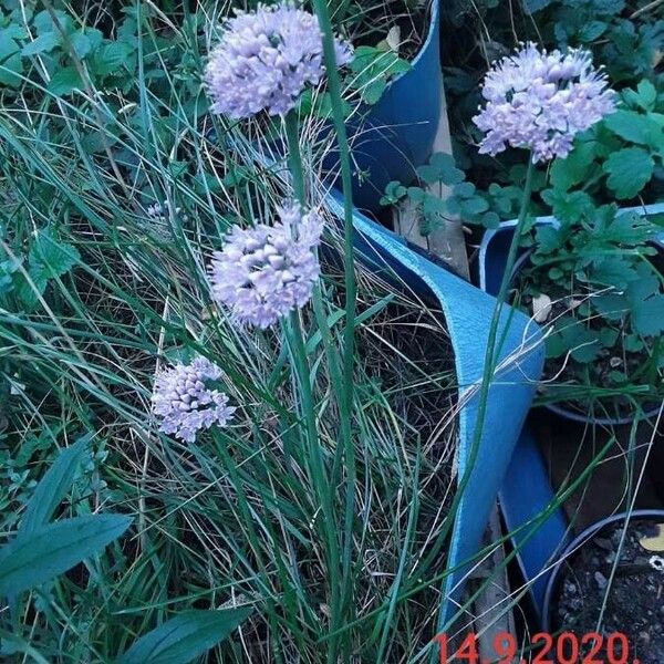 Allium senescens Květ