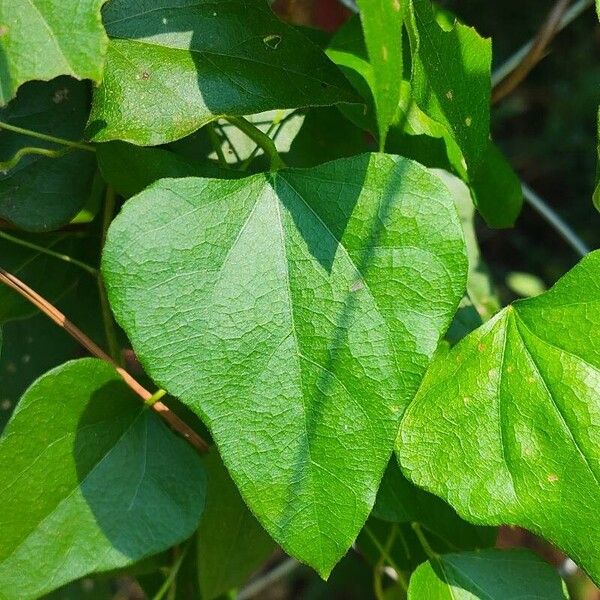 Cocculus carolinus Лист