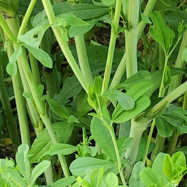 Baptisia australis Rusca