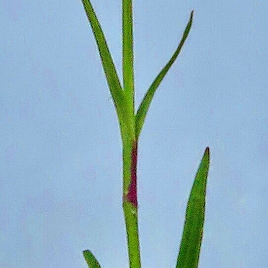 Carex caryophyllea Kwiat