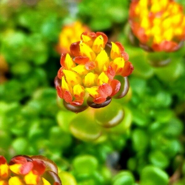 Sedum oreganum Virág