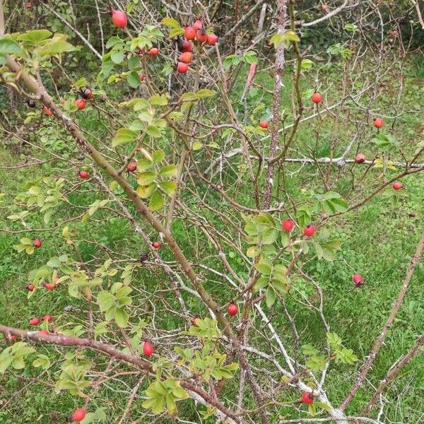 Rosa caryophyllacea