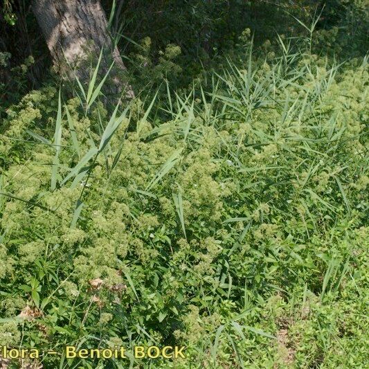 Galium rubioides Alkat (teljes növény)