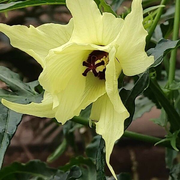 Abelmoschus manihot Flower