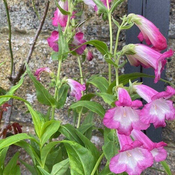 Penstemon hartwegii Flors