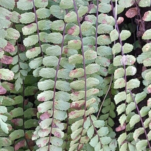 Asplenium trichomanes Folio