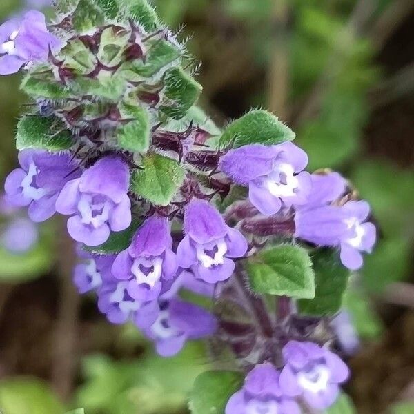 Clinopodium acinos Kwiat