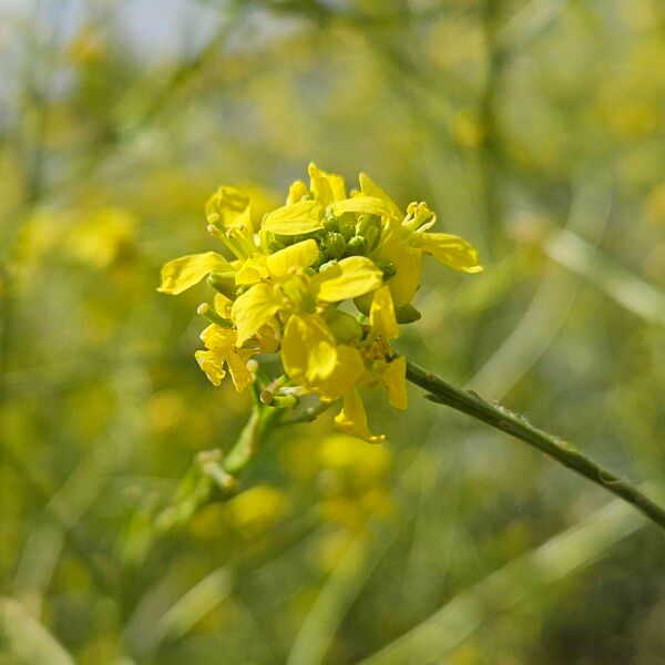 Rapistrum rugosum Floare