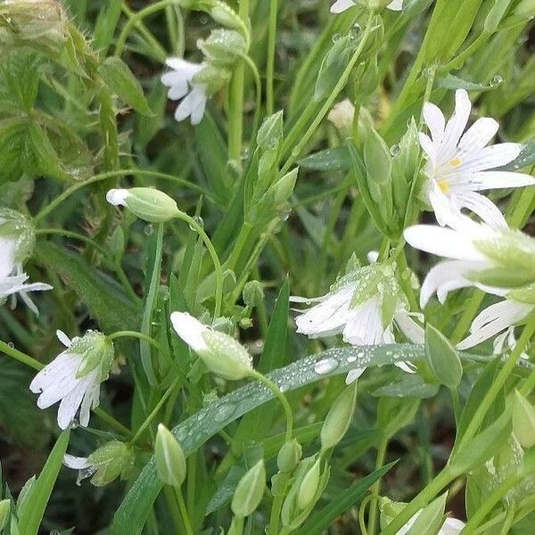 Stellaria holostea Flor