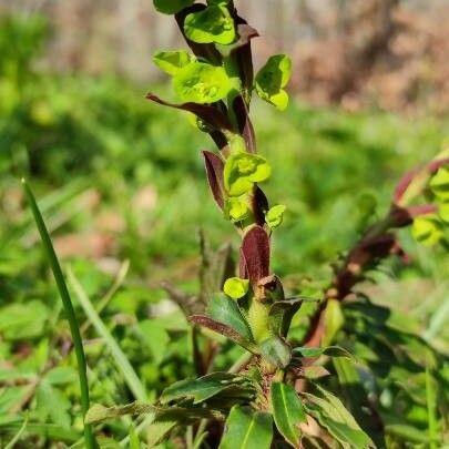 Euphorbia amygdaloides Floro