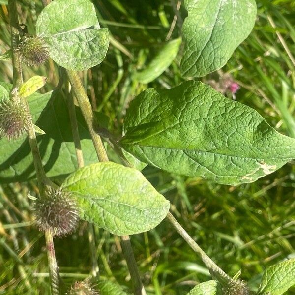 Arctium minus ᱥᱟᱠᱟᱢ