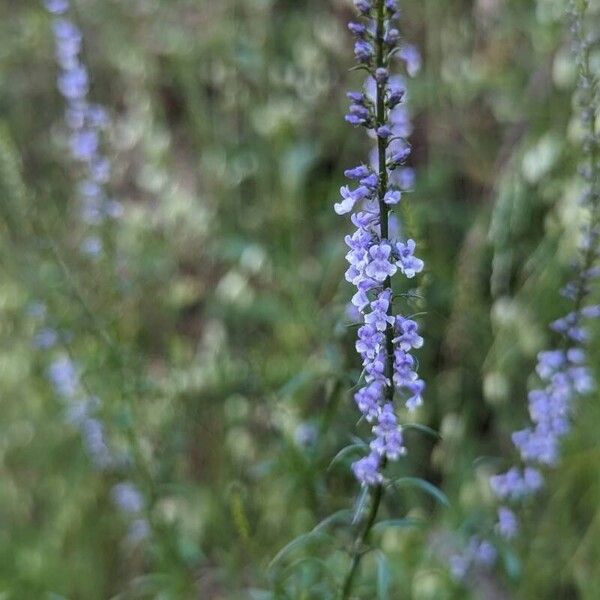 Anarrhinum bellidifolium 花