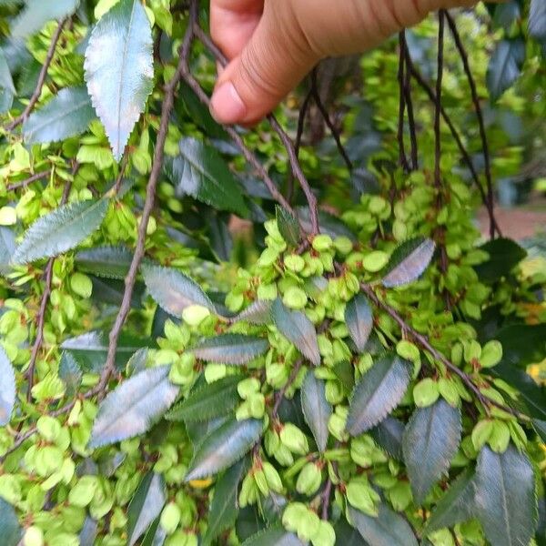 Ulmus parvifolia Листок