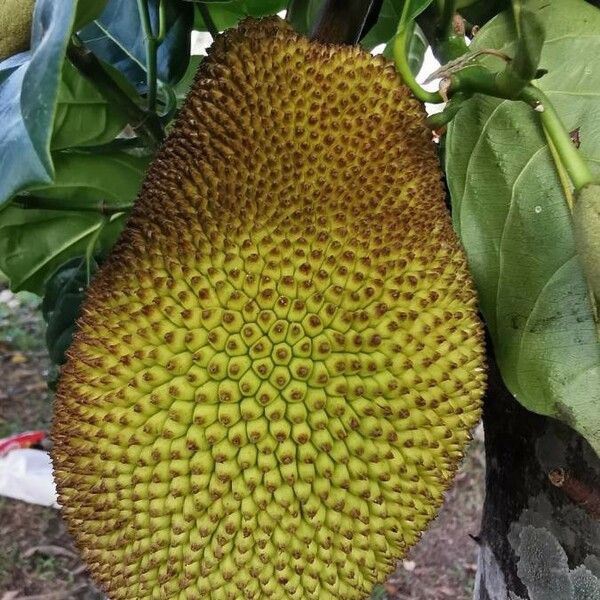 Artocarpus integer Fruit