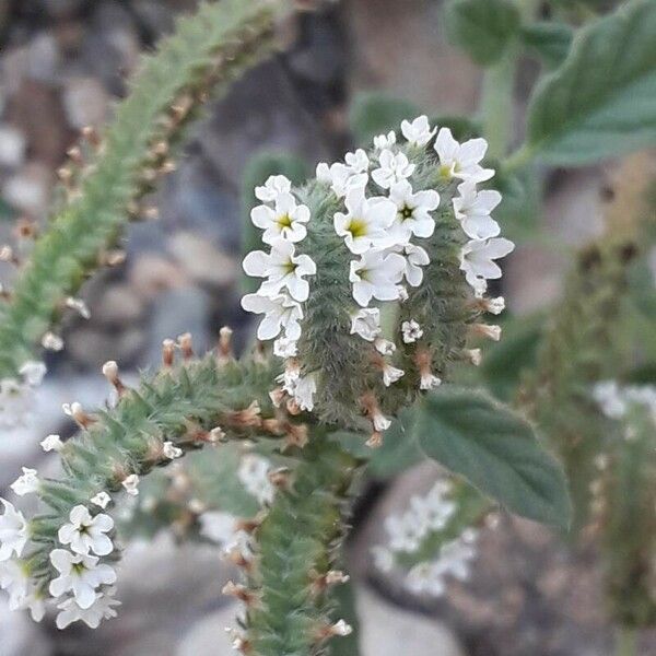 Heliotropium europaeum Fiore