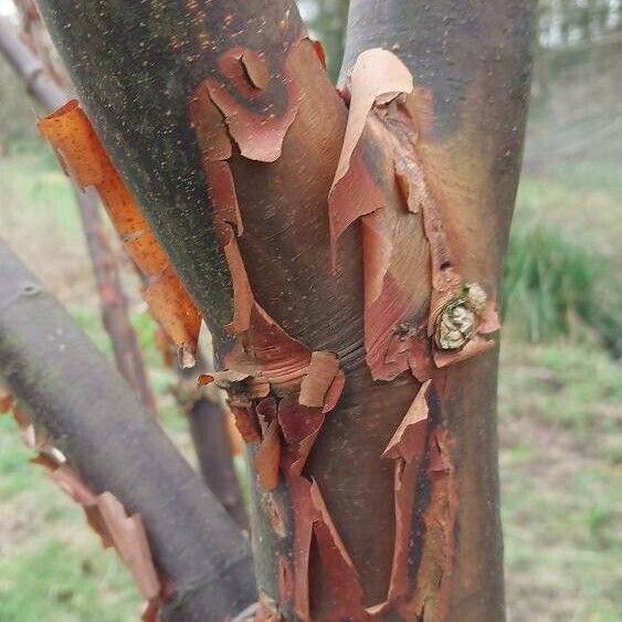 Acer griseum Écorce