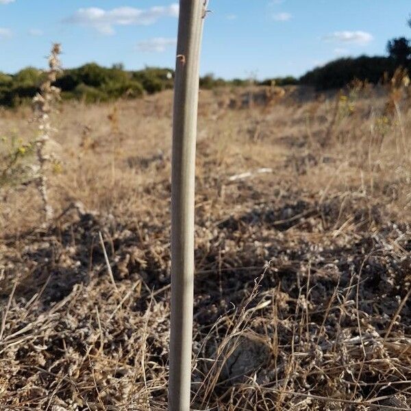 Asphodelus macrocarpus Bark