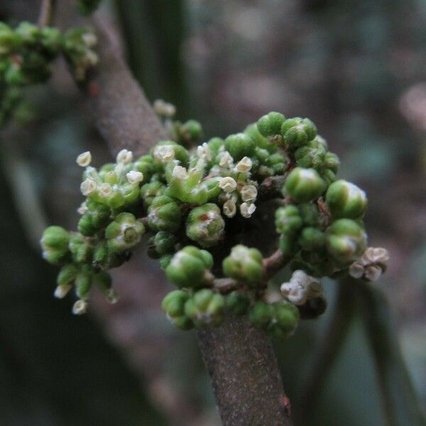 Trema orientale Blomst