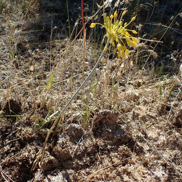 Allium flavum Costuma