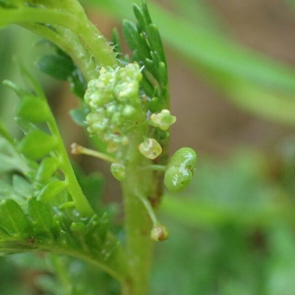 Lepidium didymum Gyümölcs