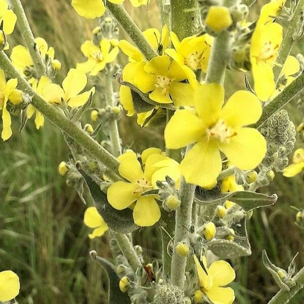 Verbascum pulverulentum Flor