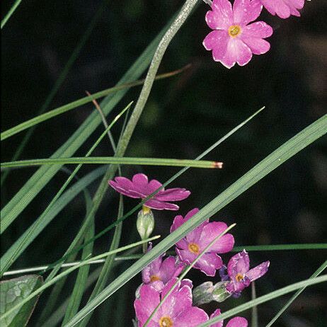 Primula laurentiana Flower