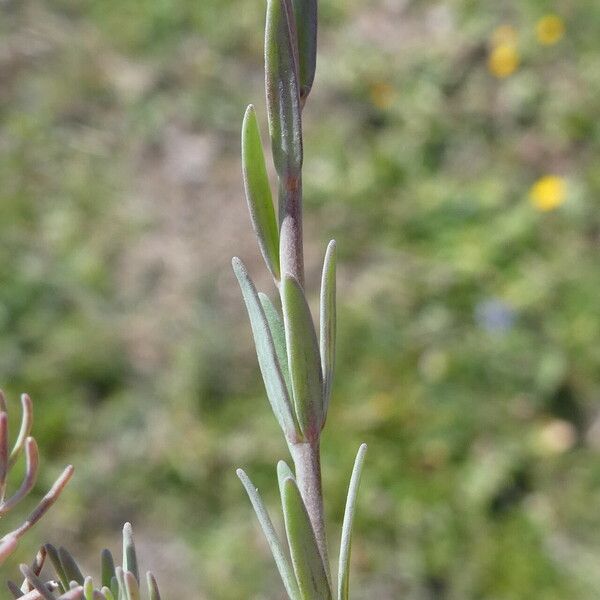 Linaria arvensis Kôra