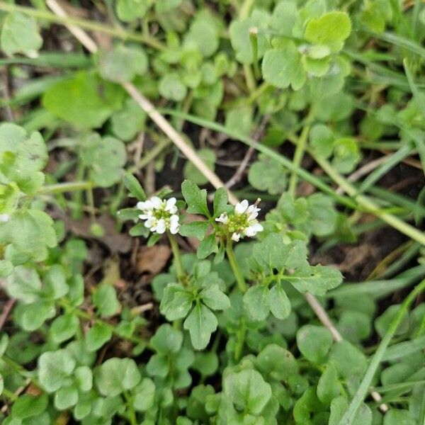 Cardamine parviflora 花