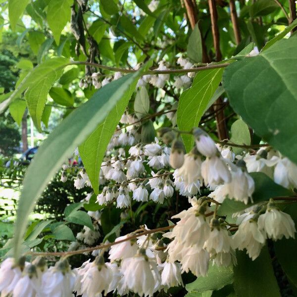 Deutzia scabra Flors