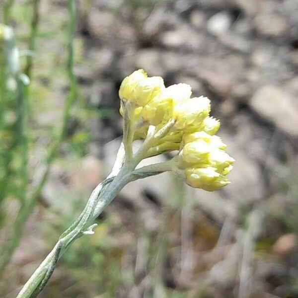 Helichrysum stoechas Цветок