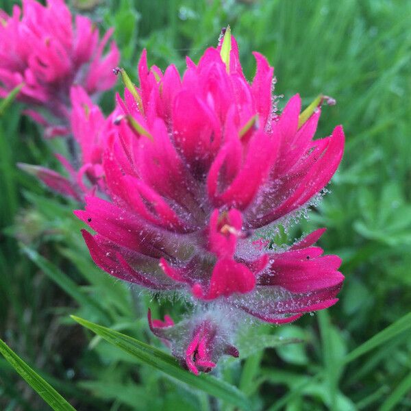 Castilleja parviflora 花