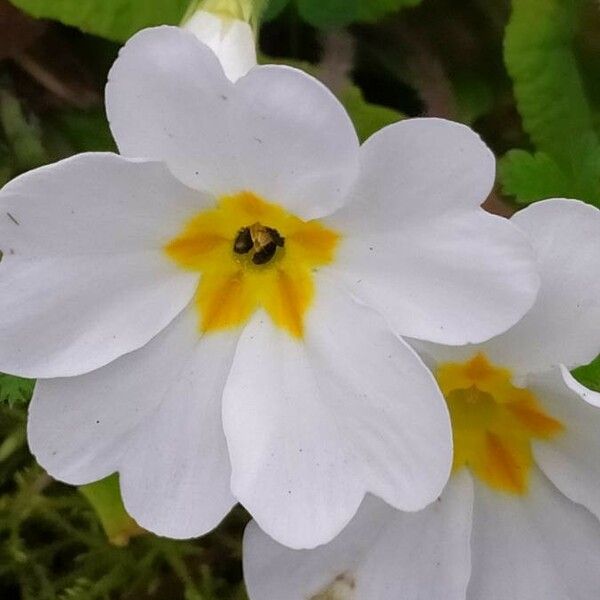 Primula vulgaris Цвят