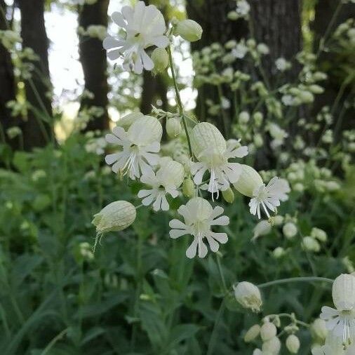 Silene vulgaris പുഷ്പം