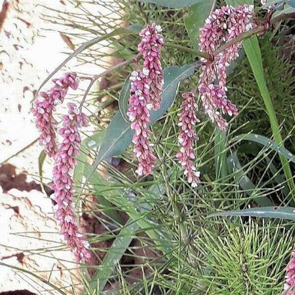 Persicaria lapathifolia Цветок