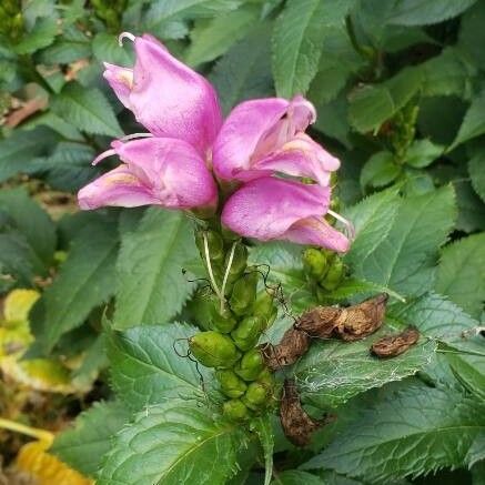 Chelone glabra 花