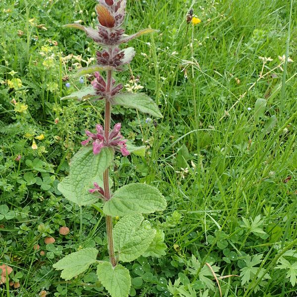 Stachys alpina Habitus