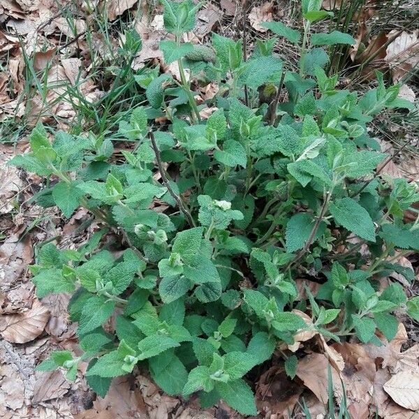 Teucrium scorodonia Лист