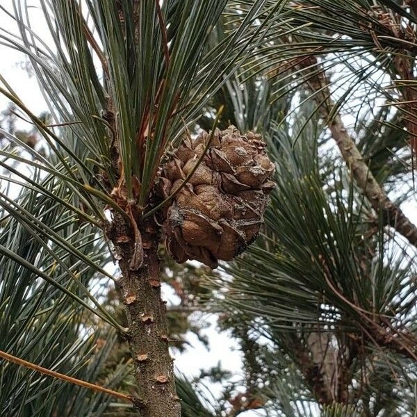 Pinus cembra Fruit