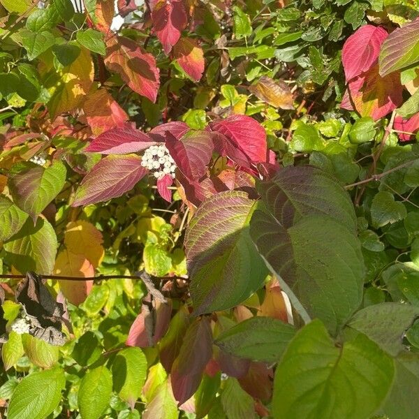 Cornus sericea Feuille