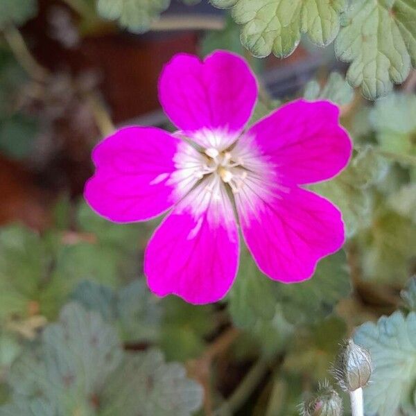 Geranium × oxonianum Kvet