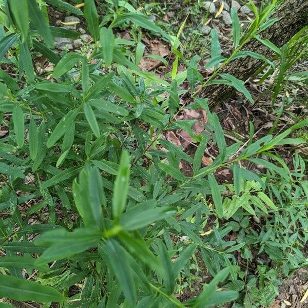 Hypericum prolificum Лист