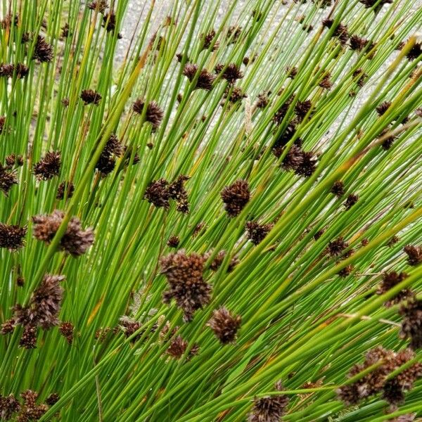 Juncus ensifolius Leaf