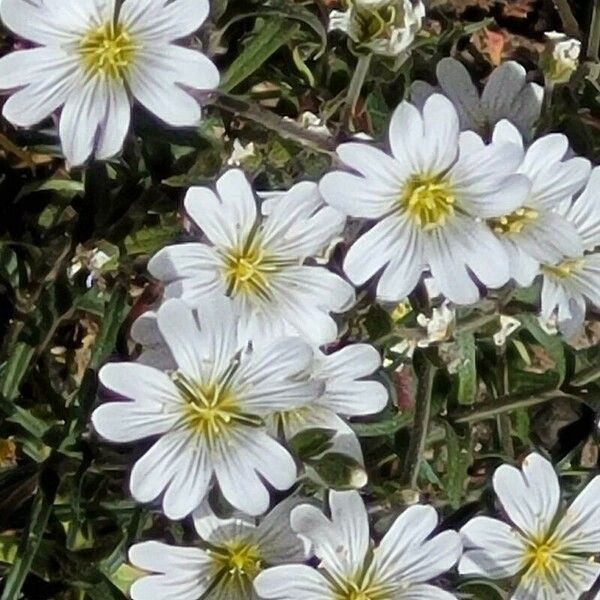 Cerastium alpinum ফুল