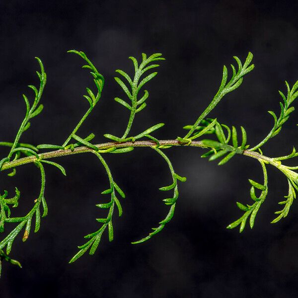 Achillea chamaemelifolia Leaf