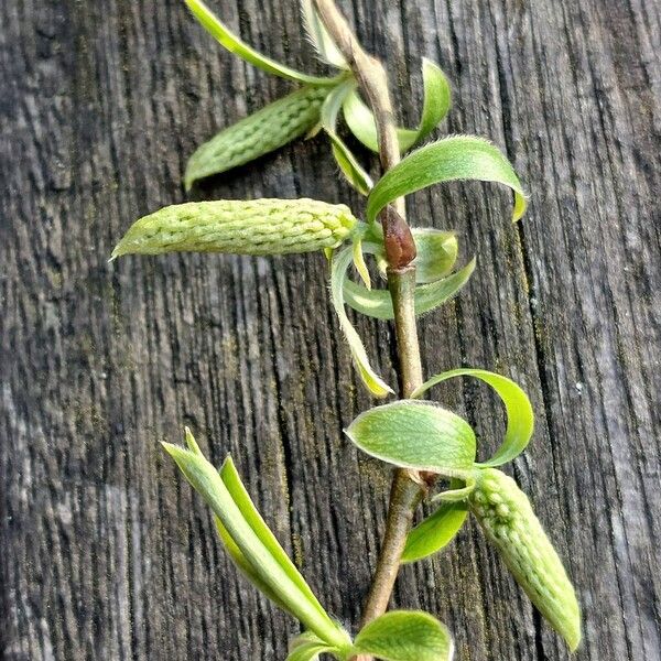 Salix babylonica Blomst