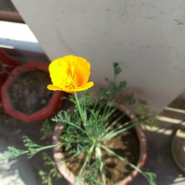 Eschscholzia californica Flower