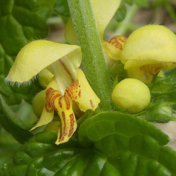 Lamium galeobdolon Blodyn