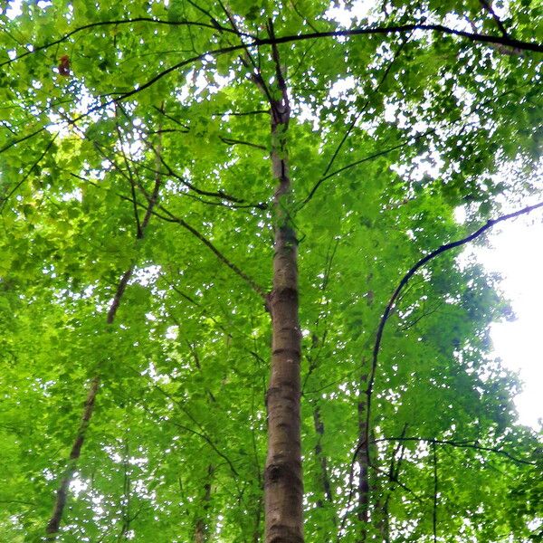 Acer saccharum Habitat